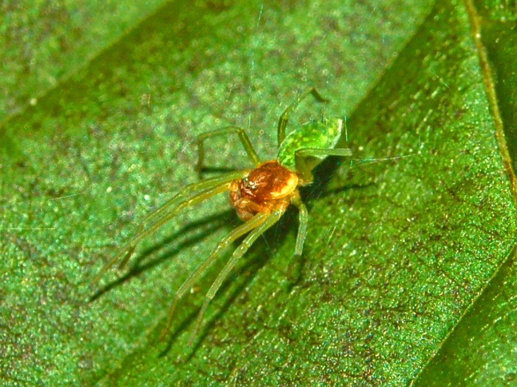Nigma walckenaeri